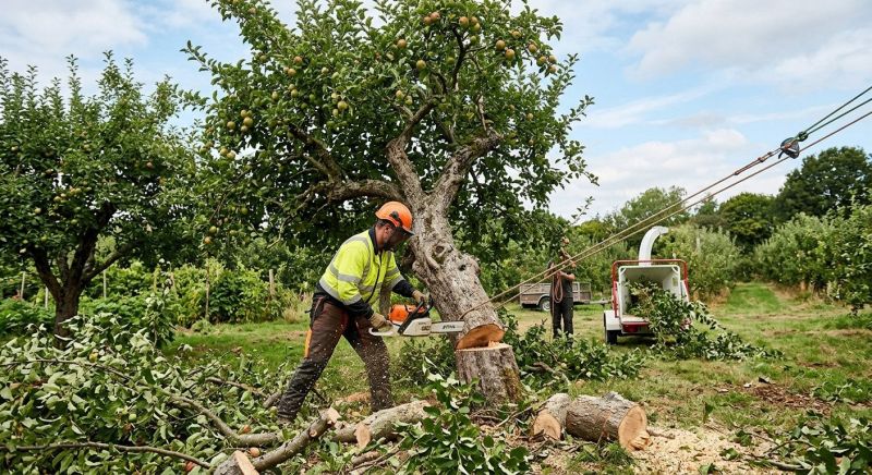 Apple Tree Removal in Duluth, MN