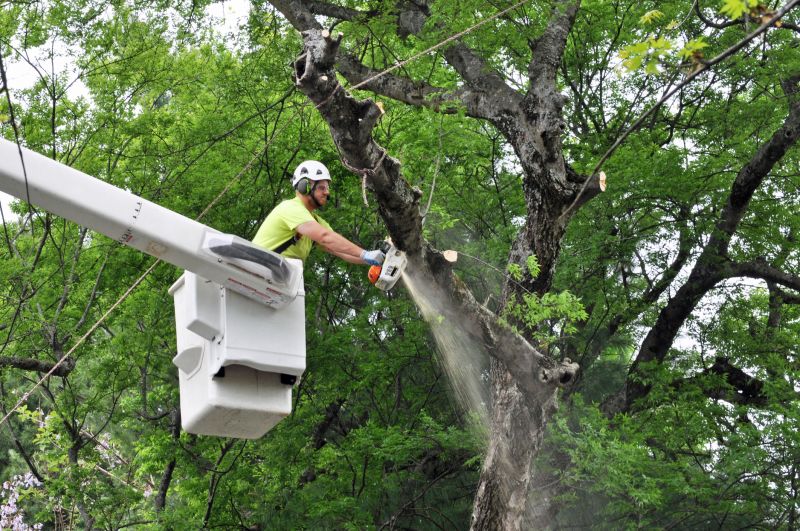 Birch Tree Removal in Aiken, SC