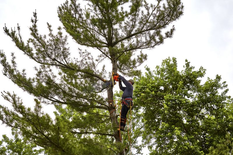 Spruce Tree Removal in Duluth, MN