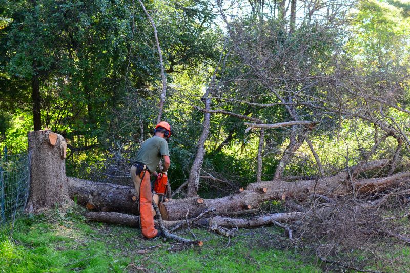 Contact About Walnut Tree Removal