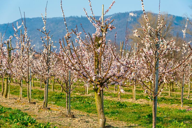 Apple Tree Pruning in Reno, NV