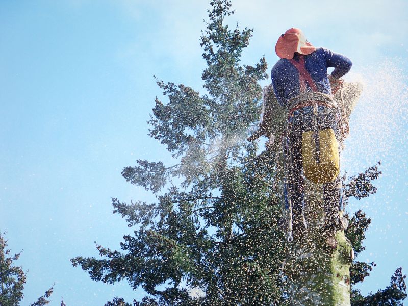 Apple Tree Removal in Reno, NV