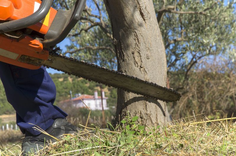 Birch Tree Removal in Bucks County, PA