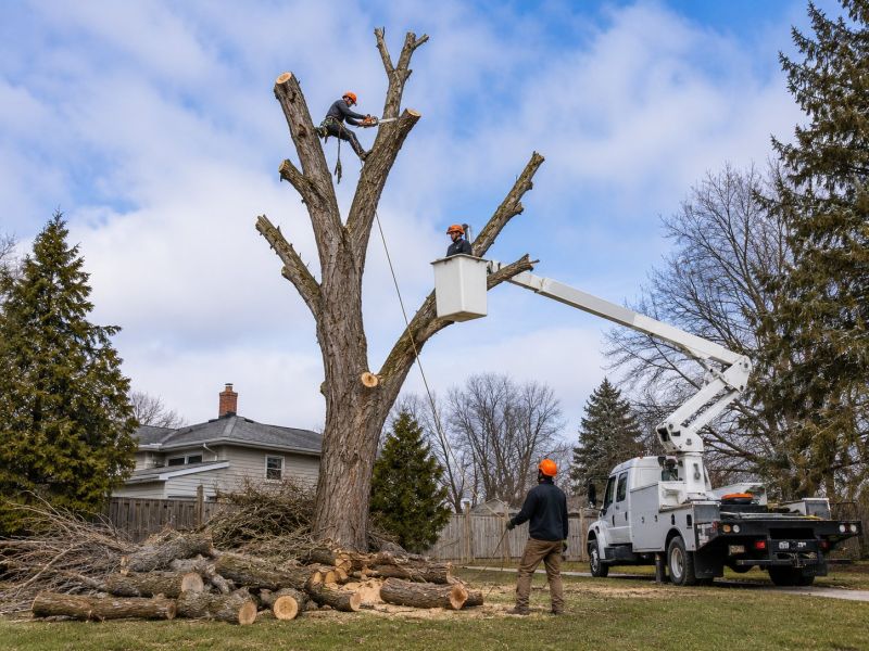 Cherry Tree Removal in Montgomery County, PA