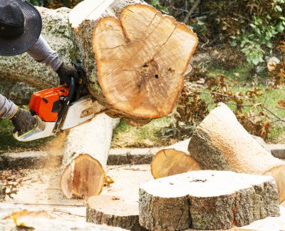 Commercial Tree Removal in San Jose, CA