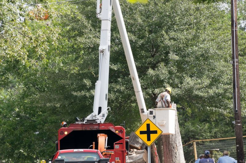 Commercial Tree Removal in Bucks County, PA