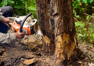 Cypress Tree Removal in Duluth, MN