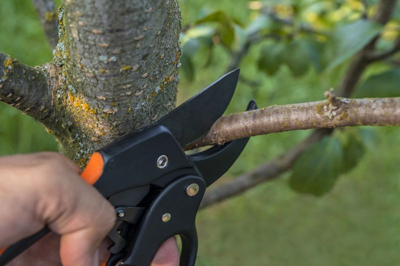 Elm Tree Removal in Aiken, SC