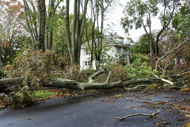 Fallen Tree on Commercial Property