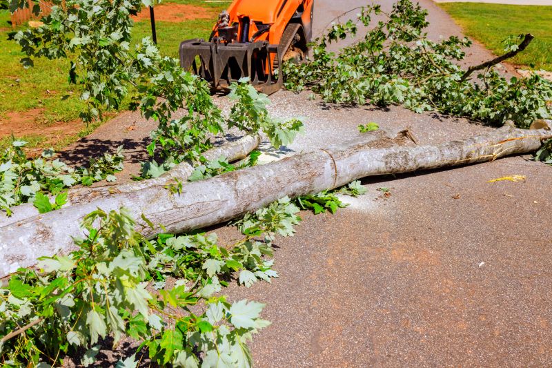 Fallen Tree Removal in San Jose, CA