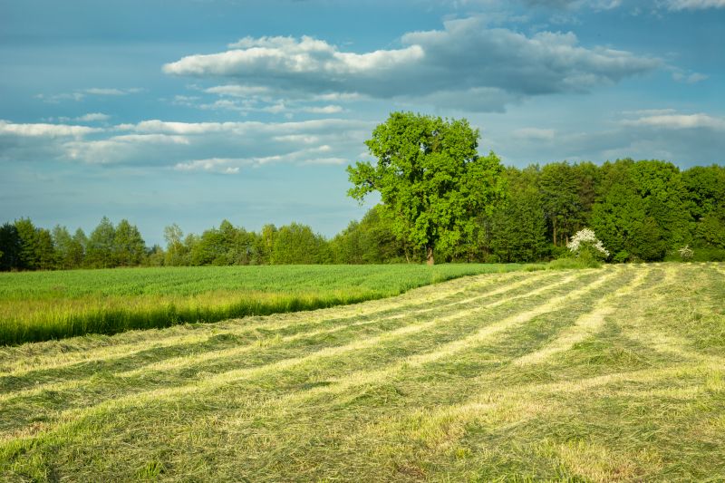 Farm Clearing in Katy, TX