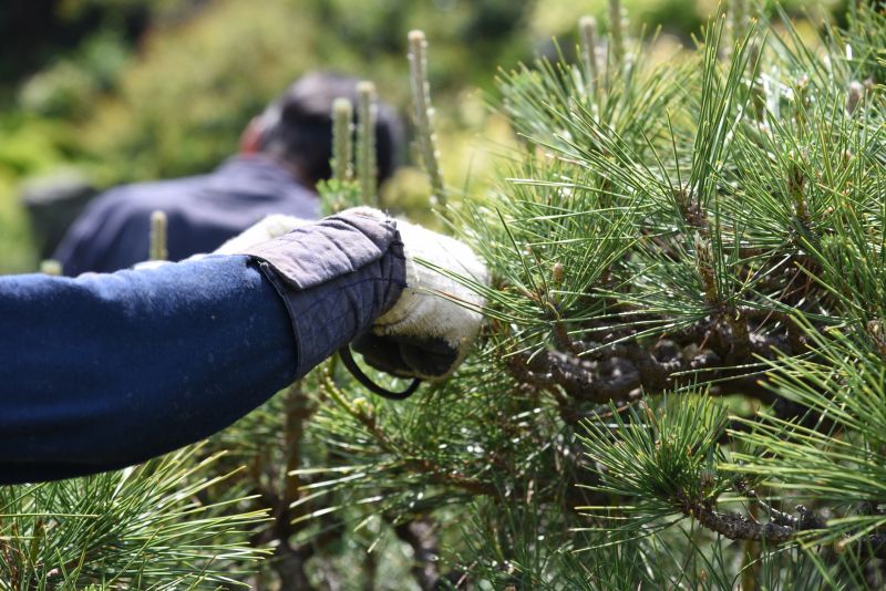 Magnolia Tree Pruning in Reno, NV