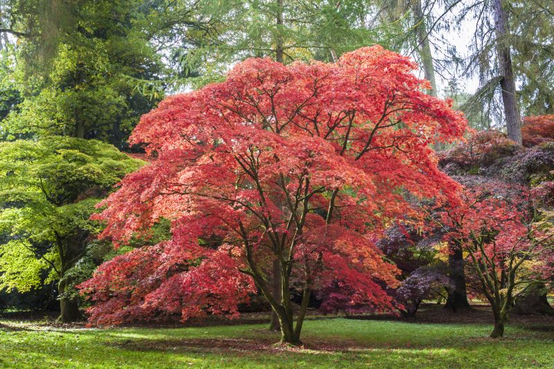 Maple Tree Removal in Montgomery County, PA