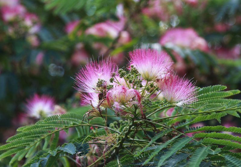 Mimosa Tree Removal in Montgomery County, PA