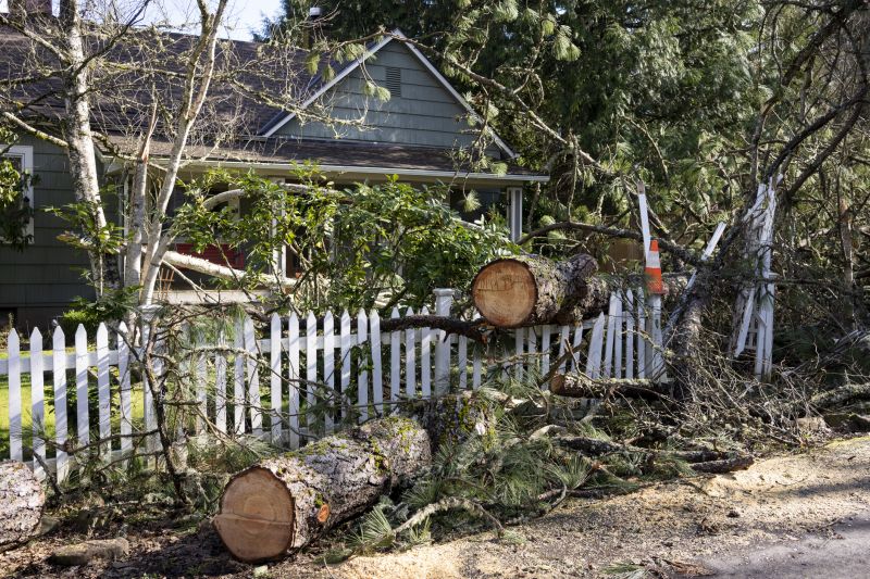 Mimosa Tree Removal in Bucks County, PA