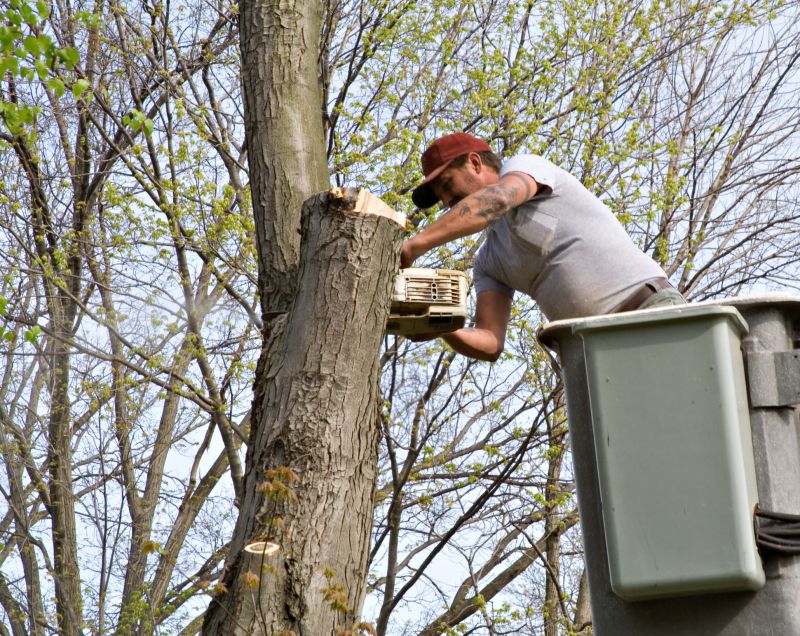 Residential Tree Service in Reno, NV