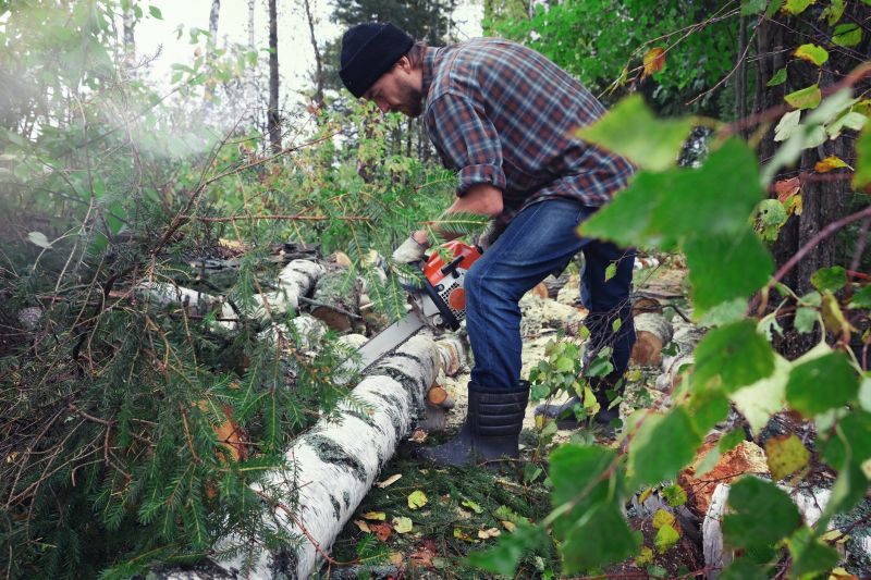 Spruce Tree Removal in Pottstown, PA