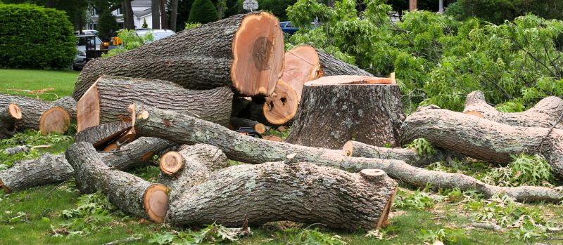 Spruce Tree Removal in Montgomery County, PA