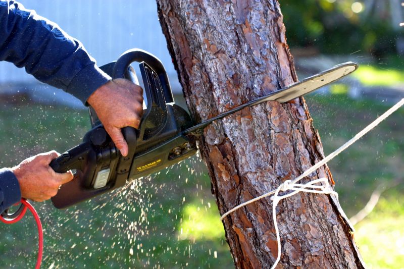 Spruce Tree Removal in Montgomery County, PA