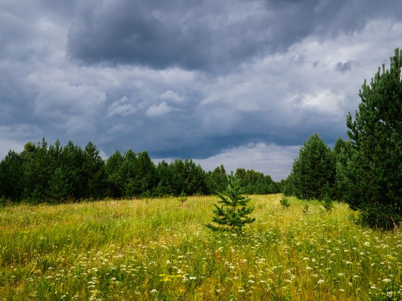 Thicket Clearing in Houston, TX
