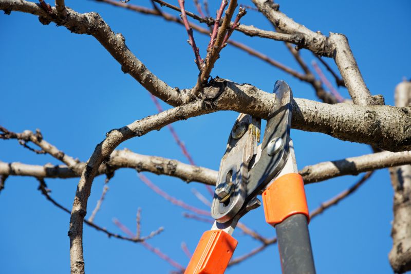 Tree Service in Reno, NV