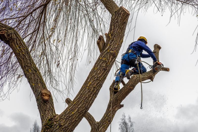 Tree Shearing in Reno, NV
