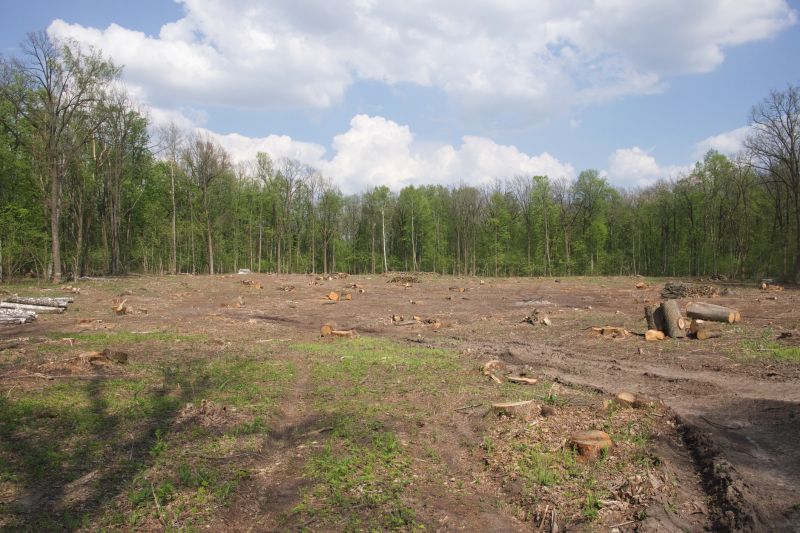 Undergrowth Removal in Cumming, GA