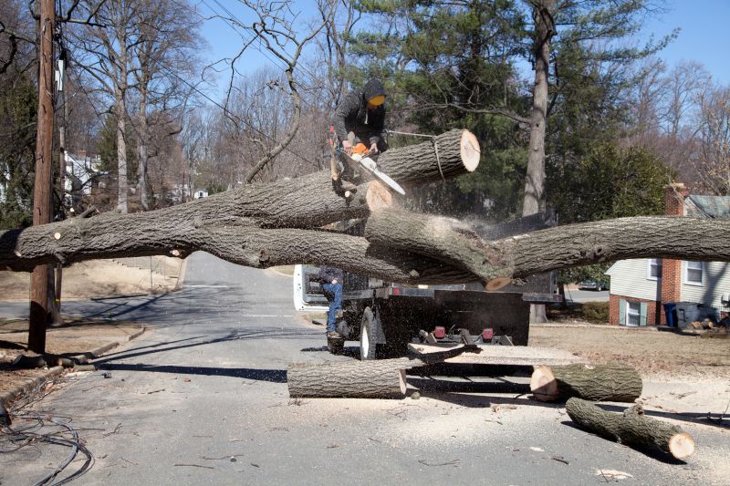 Walnut Tree Removal