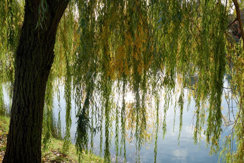 Willow Tree Removal in Duluth, MN