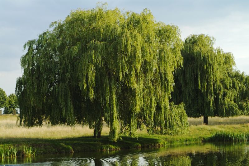 Willow Tree Removal in Duluth, MN