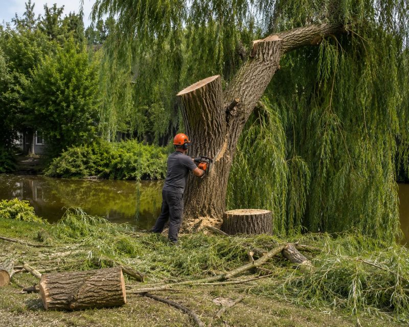 Willow Tree Removal in Montgomery County, PA