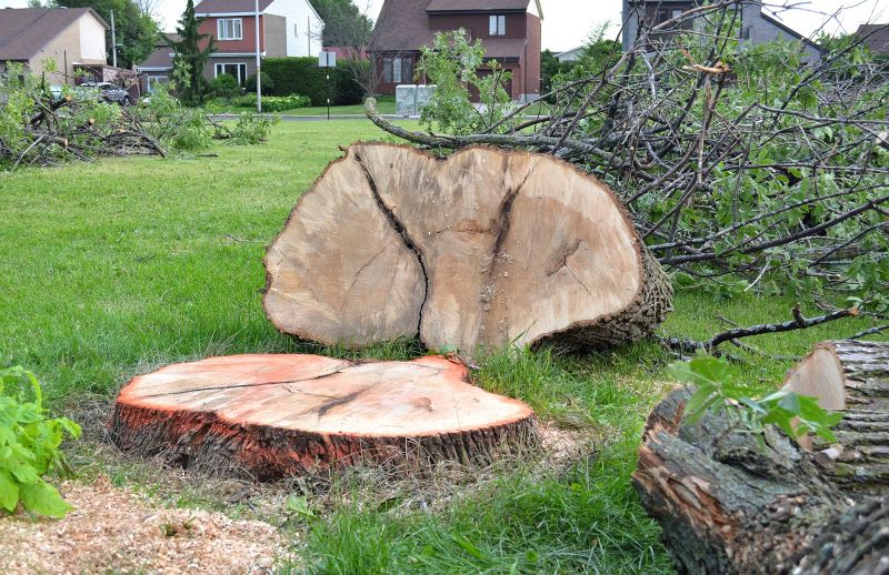 Willow Tree Removal in Montgomery County, PA
