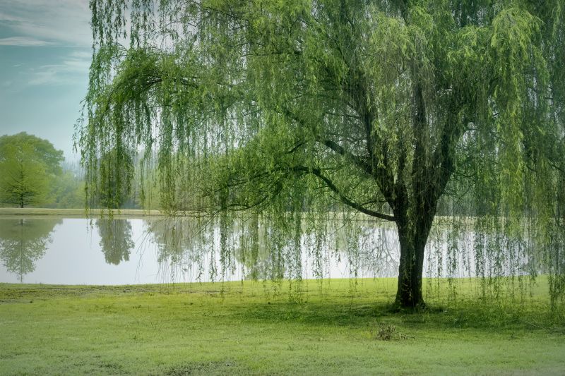Willow Tree Removal in Montgomery County, PA
