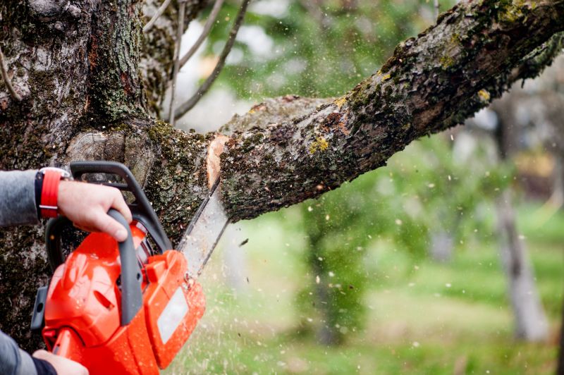 Willow Tree Removal in Montgomery County, PA